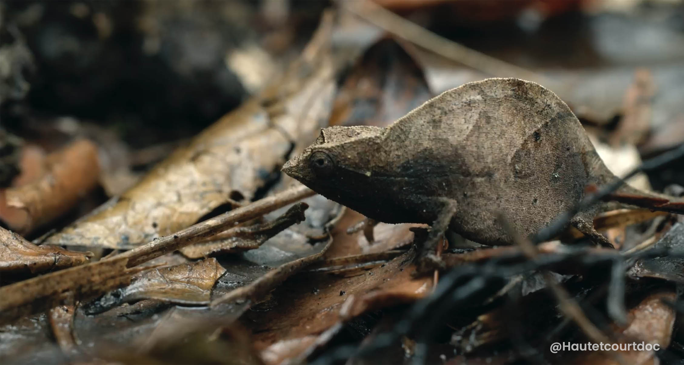 Brookesia Chameleon