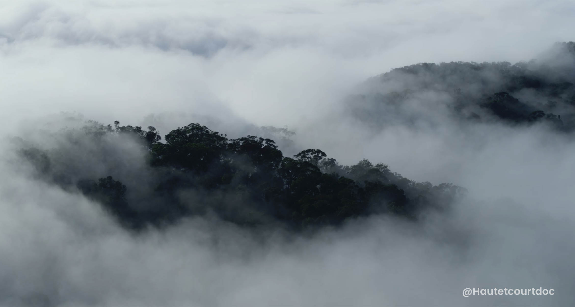 Canopy in the clouds