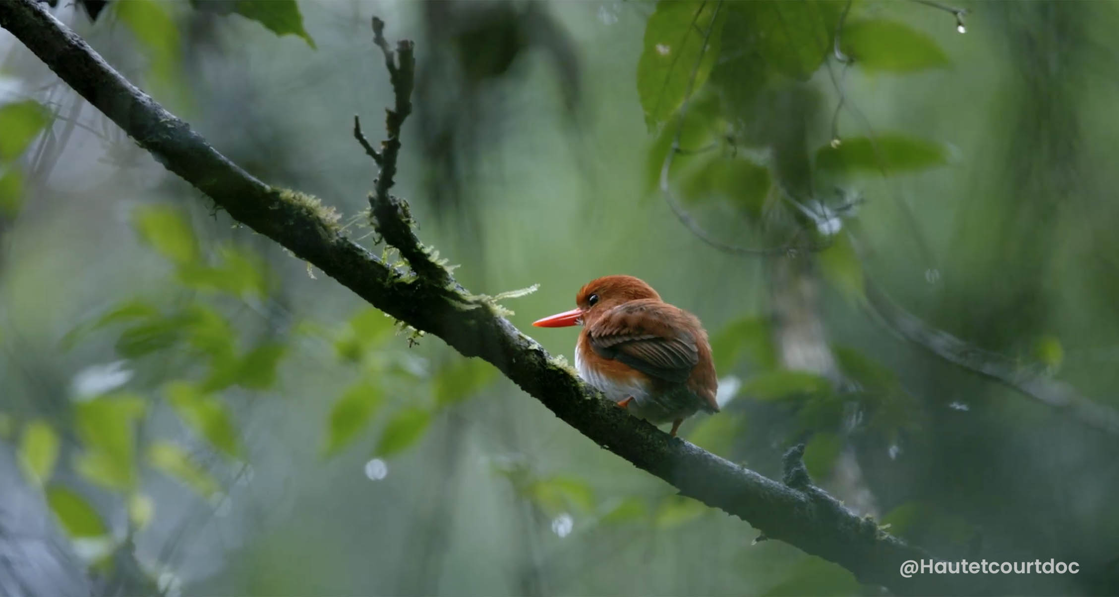 Kingfisher