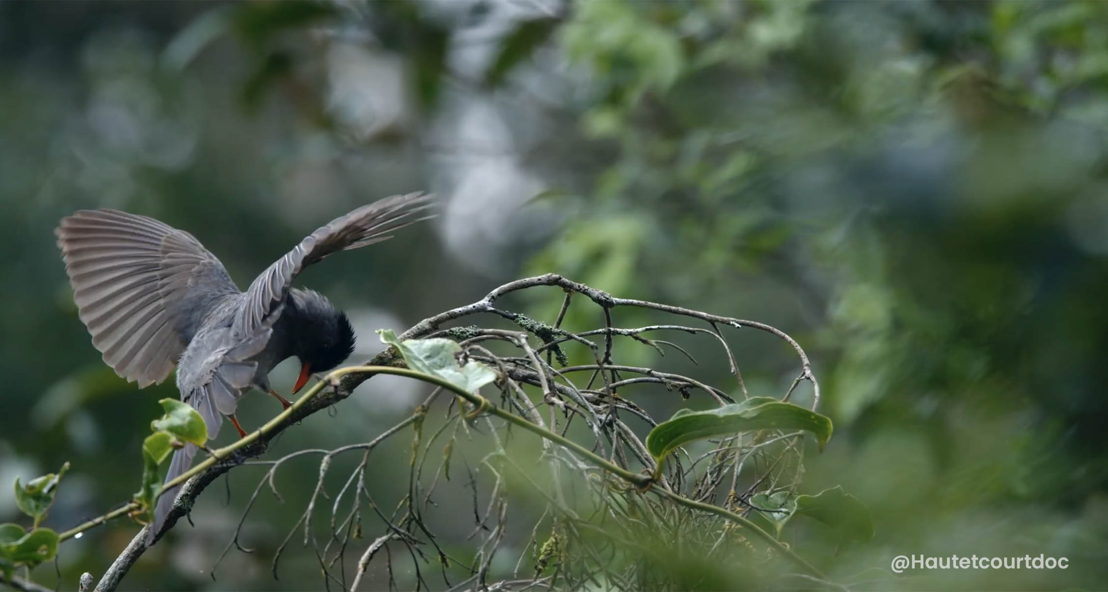 Madagascar bulbul