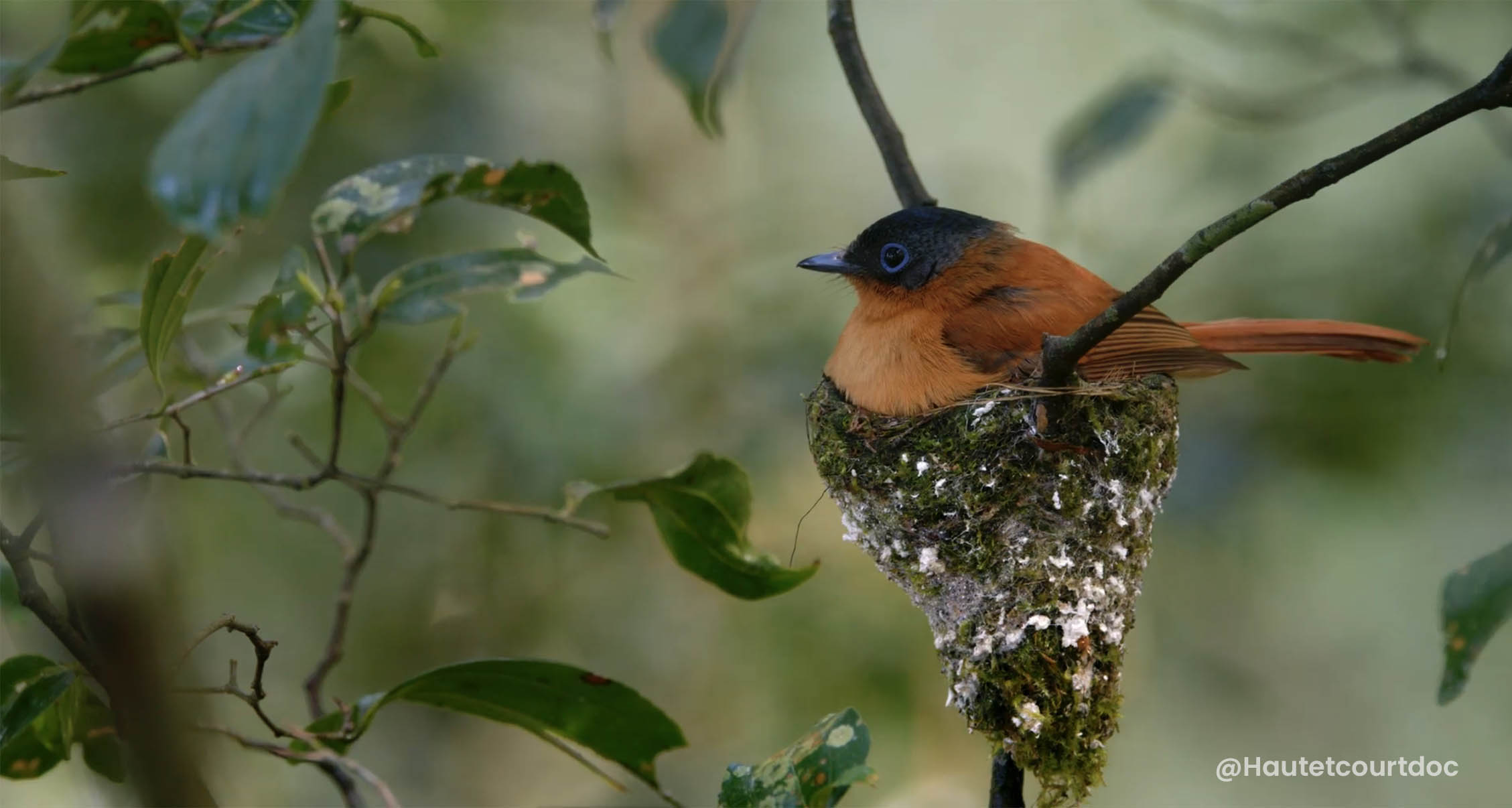 Malagasy Paradise-flycatcher on nest