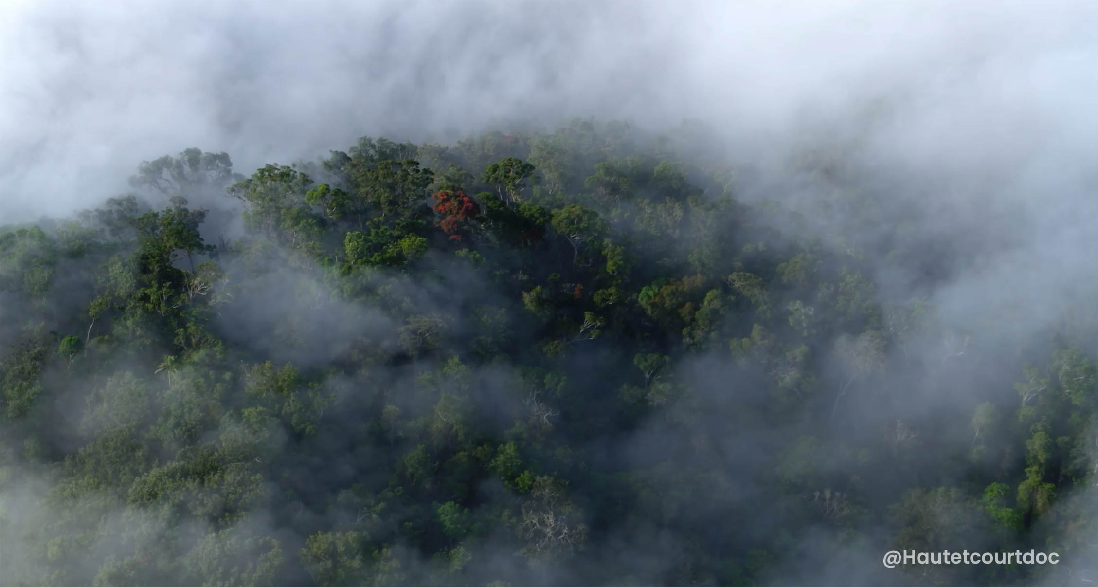 Mist on canopy